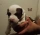 American Pit Bull Terrier Puppies for sale in Pueblo, CO, USA. price: $500