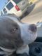American Pit Bull Terrier Puppies for sale in Zion, IL 60099, USA. price: NA