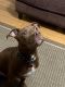 American Pit Bull Terrier Puppies for sale in Newport News, VA, USA. price: $1,400