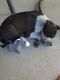American Pit Bull Terrier Puppies for sale in Grand Junction, CO, USA. price: NA