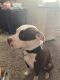 American Pit Bull Terrier Puppies for sale in 2920 E Bijou St, Colorado Springs, CO 80909, USA. price: NA