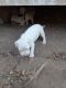 American Pit Bull Terrier Puppies for sale in Wills Point, TX 75169, USA. price: NA
