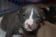 American Pit Bull Terrier Puppies for sale in Griffin Rd, Davie, FL, USA. price: NA