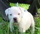 American Pit Bull Terrier Puppies for sale in Penn Yan, NY 14527, USA. price: NA