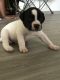 American Pit Bull Terrier Puppies for sale in Hampton, VA, USA. price: $350