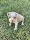 American Pit Bull Terrier Puppies for sale in Drummonds, TN 38023, USA. price: NA