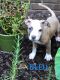 American Pit Bull Terrier Puppies for sale in Pleasant Grove, AL 35127, USA. price: NA