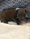 American Pit Bull Terrier Puppies for sale in Kings Mountain, NC, USA. price: NA