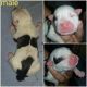 American Pit Bull Terrier Puppies for sale in Brookville, PA 15825, USA. price: NA