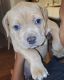 American Pit Bull Terrier Puppies for sale in Pensacola, FL, USA. price: $1,500