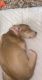 American Pit Bull Terrier Puppies for sale in Ames, IA, USA. price: NA