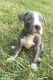 American Pit Bull Terrier Puppies for sale in Troy, MI, USA. price: NA