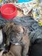 American Pit Bull Terrier Puppies for sale in 753 R S Cir, Nahunta, GA 31553, USA. price: NA