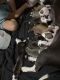 American Pit Bull Terrier Puppies for sale in Chicago, IL 60628, USA. price: NA
