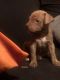 American Pit Bull Terrier Puppies for sale in Hollywood, FL, USA. price: NA