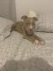 American Pit Bull Terrier Puppies for sale in Fayetteville, NC, USA. price: $200