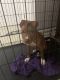 American Pit Bull Terrier Puppies for sale in Naples, FL, USA. price: NA