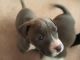 American Pit Bull Terrier Puppies for sale in Galt, CA, USA. price: NA