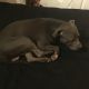 American Pit Bull Terrier Puppies for sale in Staten Island, NY, USA. price: NA