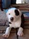 American Pit Bull Terrier Puppies for sale in Onalaska, WA, USA. price: NA