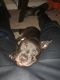 American Pit Bull Terrier Puppies for sale in Grandview, MO, USA. price: NA