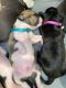 American Pit Bull Terrier Puppies for sale in Lubbock, TX, USA. price: $400