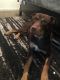 American Pit Bull Terrier Puppies for sale in Shreveport-Bossier City, LA, LA, USA. price: NA