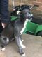 American Pit Bull Terrier Puppies for sale in Wellford, SC, USA. price: NA