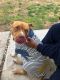 American Pit Bull Terrier Puppies for sale in Chesapeake, VA, USA. price: NA