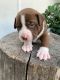 American Pit Bull Terrier Puppies for sale in Anaheim, CA, USA. price: NA