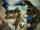 American Pit Bull Terrier Puppies for sale in St Cloud, FL 34769, USA. price: $50