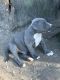 American Pit Bull Terrier Puppies for sale in Orange, TX, USA. price: $550