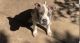 American Pit Bull Terrier Puppies for sale in Newark, OH, USA. price: NA