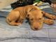 American Pit Bull Terrier Puppies for sale in Irving, TX, USA. price: NA