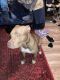 American Pit Bull Terrier Puppies for sale in 3769 Carlyle Dr, Las Vegas, NV 89115, USA. price: NA