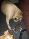American Pit Bull Terrier Puppies for sale in Chiefland, FL 32626, USA. price: NA