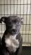 American Pit Bull Terrier Puppies for sale in Albany, NY 12210, USA. price: NA