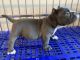 American Pit Bull Terrier Puppies for sale in Long Beach, CA, USA. price: $4,000