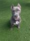 American Pit Bull Terrier Puppies for sale in Seffner, FL 33584, USA. price: $200