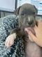 American Pit Bull Terrier Puppies for sale in Davenport, FL, USA. price: $800