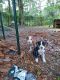 American Pit Bull Terrier Puppies for sale in Pasco County, FL, USA. price: $40