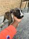American Pit Bull Terrier Puppies for sale in South Holland, IL, USA. price: $900
