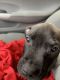 American Pit Bull Terrier Puppies for sale in Madison, WI, USA. price: $400
