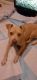 American Pit Bull Terrier Puppies for sale in 1651 Massachusetts St SW, Marietta, GA 30008, USA. price: NA