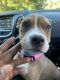 American Pit Bull Terrier Puppies for sale in Greensboro, NC, USA. price: $300