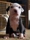 American Pit Bull Terrier Puppies for sale in Colorado Springs, CO 80916, USA. price: NA