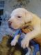 American Pit Bull Terrier Puppies for sale in Viola, AR 72583, USA. price: NA