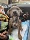 American Pit Bull Terrier Puppies for sale in Staten Island, NY, USA. price: NA