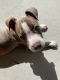 American Pit Bull Terrier Puppies for sale in Fort Stewart, GA 31313, USA. price: NA