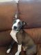 American Pit Bull Terrier Puppies for sale in Bastrop, TX 78602, USA. price: NA